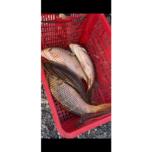 Mồi Câu Chuyên Chép ZINX11