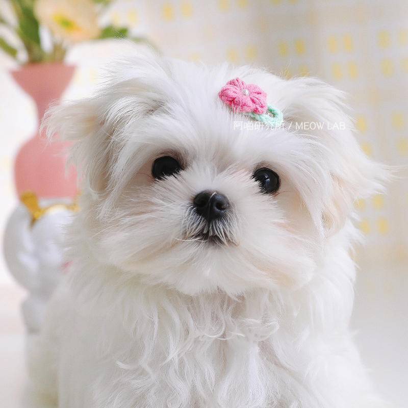 Kẹp Tóc Hình Bông Hoa Dễ Thương Cho Thú Cưng