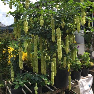 Cây Huyền trân công chúa- cây to