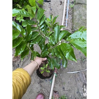 Cây Hoa Móng Rồng