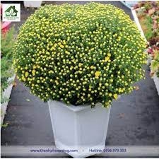 200 hạt giống hoa cúc mâm xôi vàng