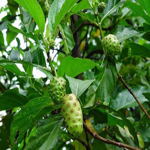 Lá Nhàu Tươi 1kg