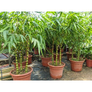 Chậu trúc đùi gà, trúc phật bà size 70cm ảnh thật