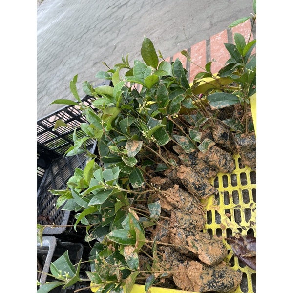 Cây Mộc hương - mộc ta giống