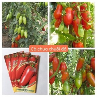 30 hạt giống cà chua chuối