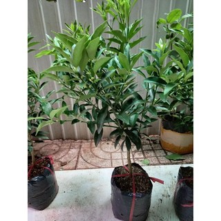 Cây tắc ngọt