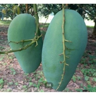 Cây xoài tượng da xanh giống