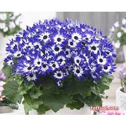 Hạt Giống Hoa Cúc Lọ Lem - 50 hạt