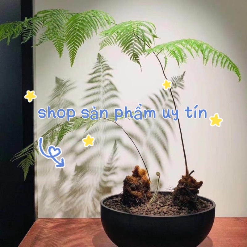 cẩu tích  10 củ nhỏ