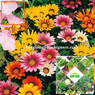 50H - HẠT GIỐNG HOA CÚC HUÂN CHƯƠNG Hạt Giống Nông Trại Xanh THE GARDEN
