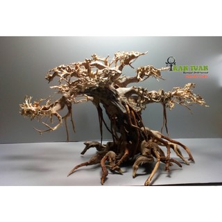 Cây gỗ Lũa Bonsai dáng cổ thụ [Phần thân và gốc có nhiều rể]