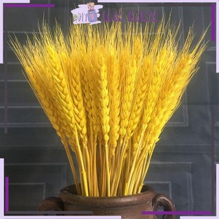 Bông Lúa Mạch Khô Décor Sét 100 Bông