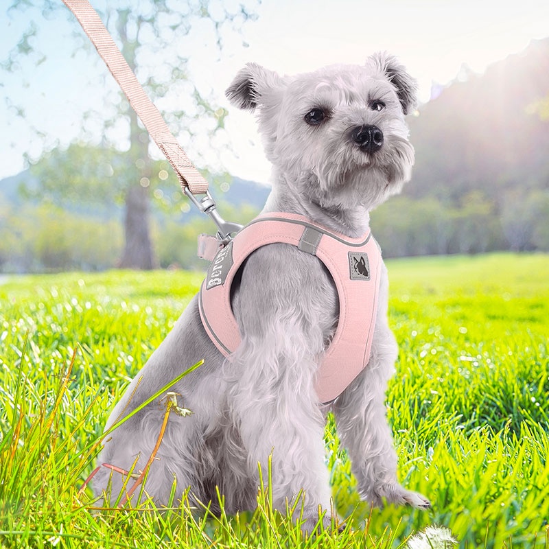 HamshMoc Dây Dắt Chó Đi Dạo Có Thể Điều Chỉnh Thoải Mái Với Tay Cầm Điều Khiển Dễ Dàng