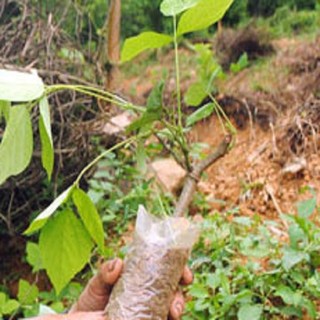 [Shop_huan_hoa_hong]BẦU SẮN DÂY GIỐNG