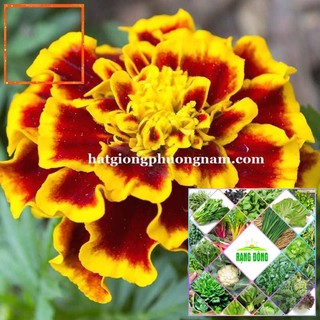 50H - HẠT GIỐNG HOA VẠN THỌ PHÁP Hạt Giống Nông Trại Xanh THE GARDEN