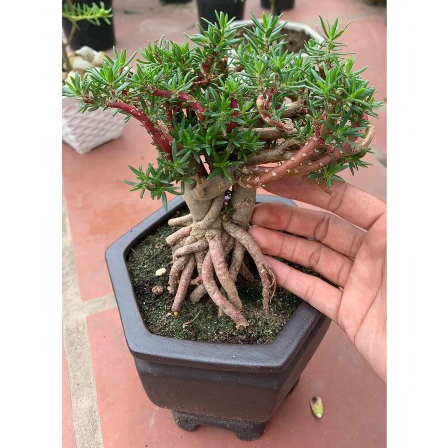 Cây Hoa Mười Giờ Bonsai Cổ Thụ Loại Gốc To Làm BonSai Trồng Được Lâu Năm CTY PP ONLINE CLICK 24 GIỜ