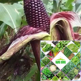 Gói 30 hạt giống ngô tím hat f1