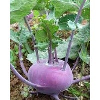 Gói 200 hạt giống su hào tím