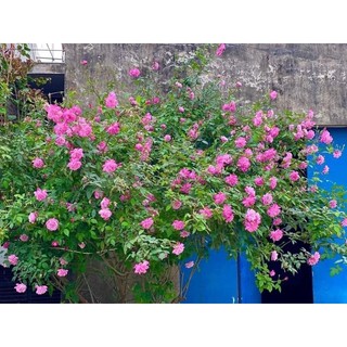 COMBO 5 Gốc Hoa Hồng Cổ hoa thơm nức