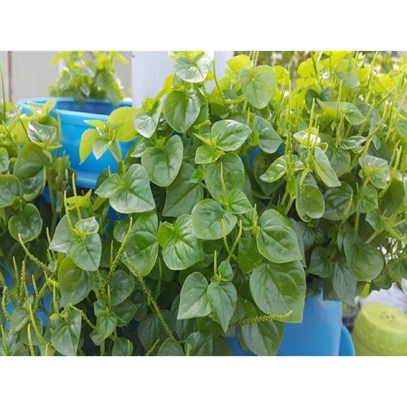 Hạt giống rau càng cua năng suất cao F1