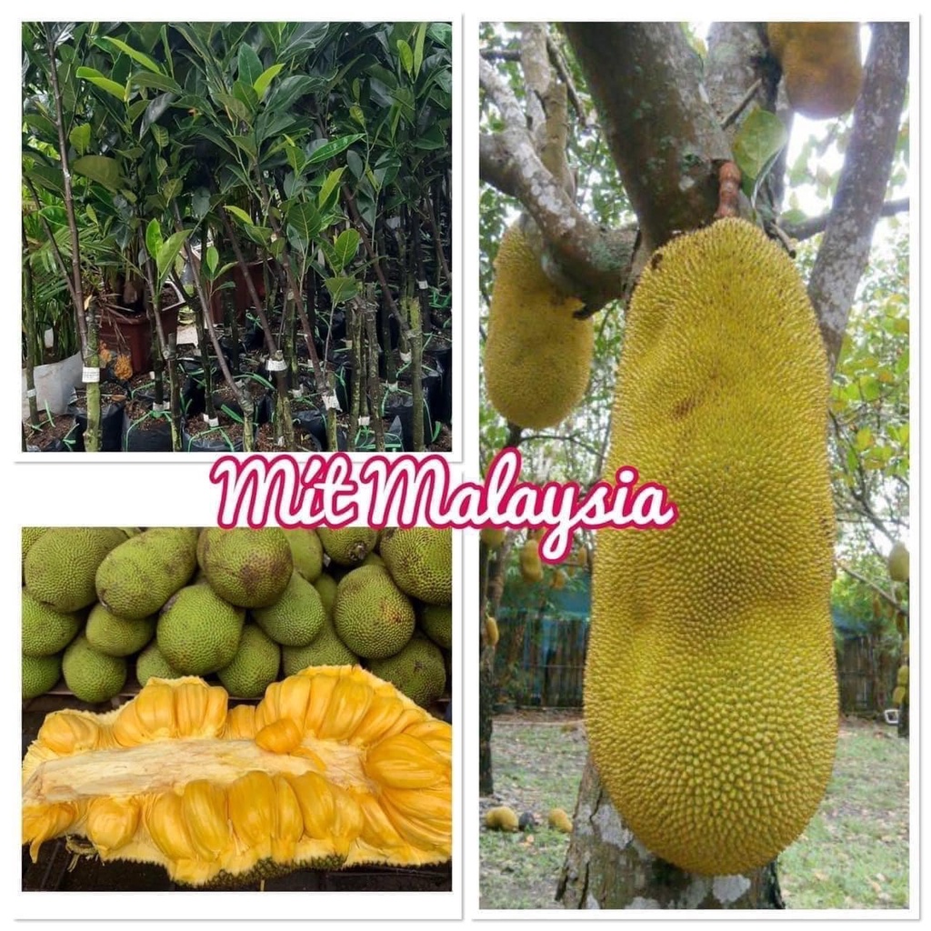 CÂY GIỐNG MÍT MALAYSIA QUẢ DÀI