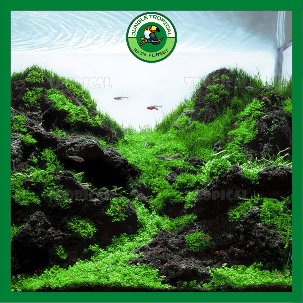 Đá đen Gia Lai - Đá trang trí tạo bố cục bể thủy sinh cá cảnh