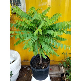 Cây chùm ruột ngọt siêu sớm ( cây xanh ngọc lan 47)