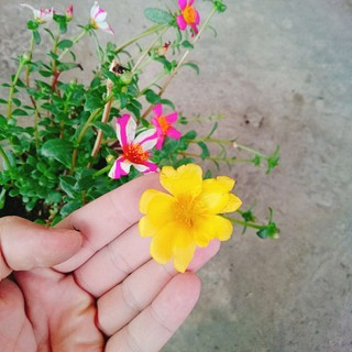 Hoa Mười Giờ Sam - cây cảnh đẹp