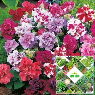 Gói 100 hạt giống dạ yến thảo kép