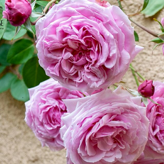 [Shop_huan_hoa_hong]Hoa hồng leo Bishop’s Castle rose- bầu to cây lớn trưởng thành