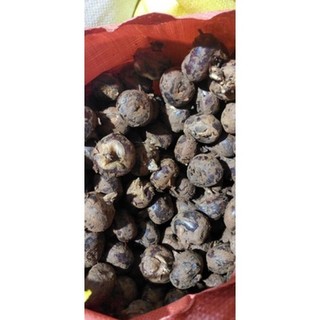 Củ mã thầy - củ năng tươi 1kg ( khách mua sỉ LH giá tốt )