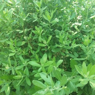 [Shop_huan_hoa_hong]CÂY CÚC TẦN (CÂY ĐẠI BI , CÂY TỪ BI XANH)- CÂY GIỐNG
