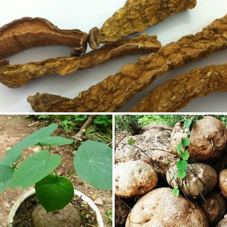 Củ Bình Vôi thái lát Hàng khô sạch sẽ
