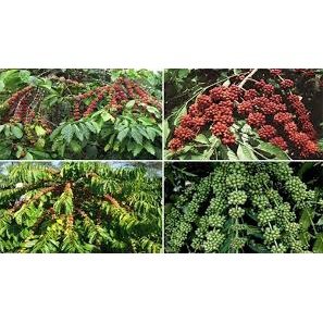 Cây giống cà phê