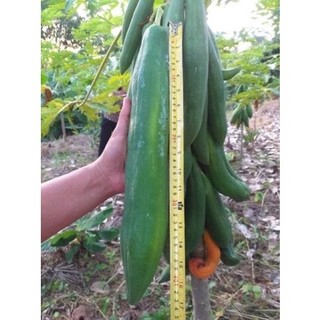 Hạt giống đu đủ Siêu dài