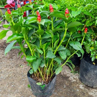 [Huanmaigarden]Cây Hoa Phúc Lộc Thọ