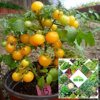 Gói 30 hạt giống cà chua bi lùn. Vàng