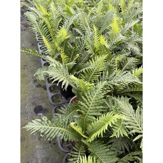 Chậu Dương xỉ khổng tước ( dương xỉ hạnh phúc)
