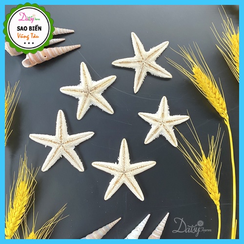 Sao Biển Khô Trắng Đẹp Tự Nhiên - Sao Biển Trang Trí