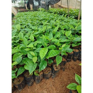 cây dổi giống
