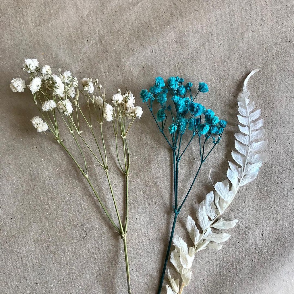 🍁 Hoa khô handmade 🍁 Nhánh hoa Sao Tình Nhân khô làm thiệp quà tặng 🍁 hoa khô nguyên liêu