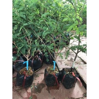 CÂY GIỐNG ME THÁI LÙN.