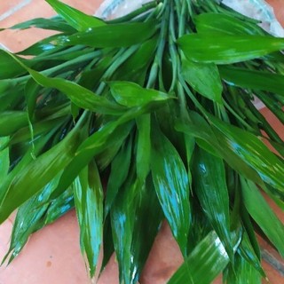 Cây phát tài xanh cắt cành