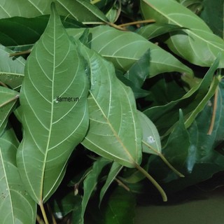 Lá Sung tươi (Lá Sung Nếp) 1kg