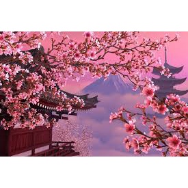 Hạt giống hoa anh đào 10 hạt