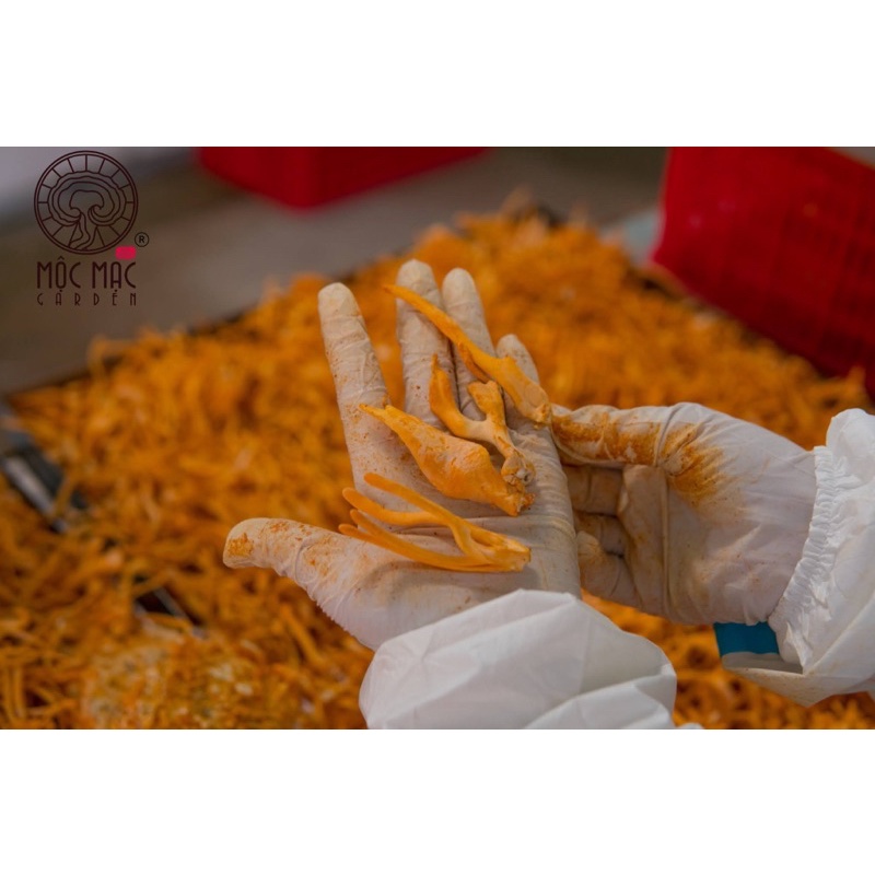 Đông trùng hạ thảo khô sấy thăng hoa MMG