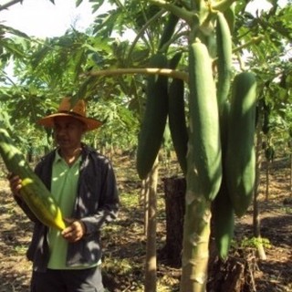 Hạt giống đu đủ Siêu dài