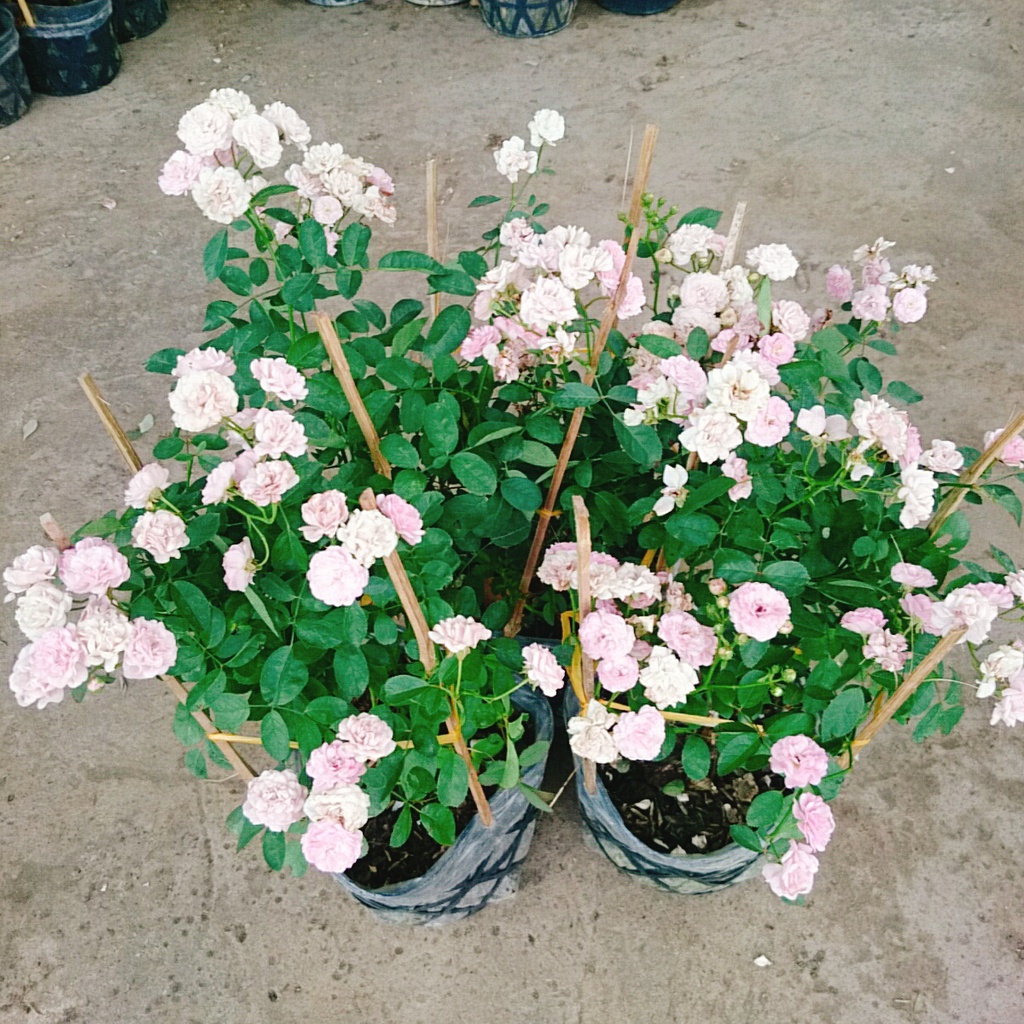 Cây Hồng Bạch Trà  - Hồng Đông Mai + tặng phân bón cho cây