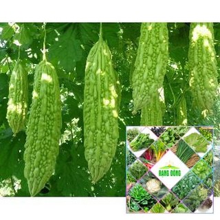 Gói 10 hạt giống mướp đắng xanh
