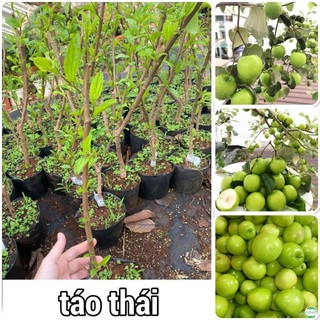 Cây táo thái xanh